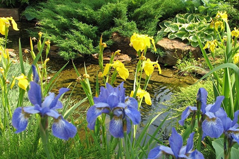 Irises - mitrums