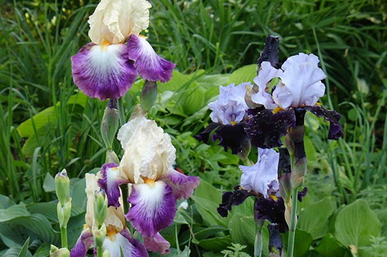 Irises - pagtutubig