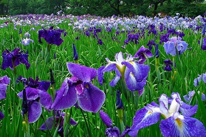 Iris - Bewässerung