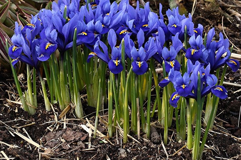 Irises - Mga patatas at nangungunang damit