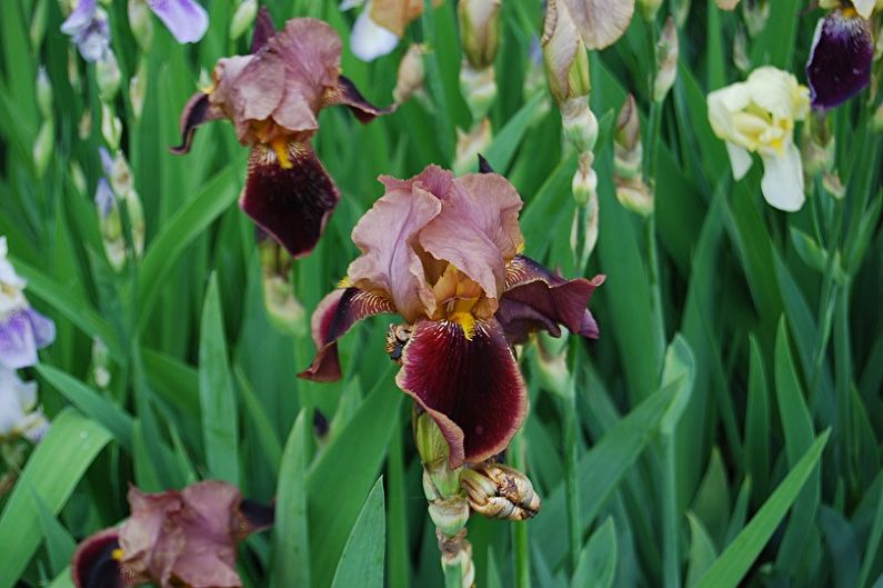 Irises - Diseases and Pests