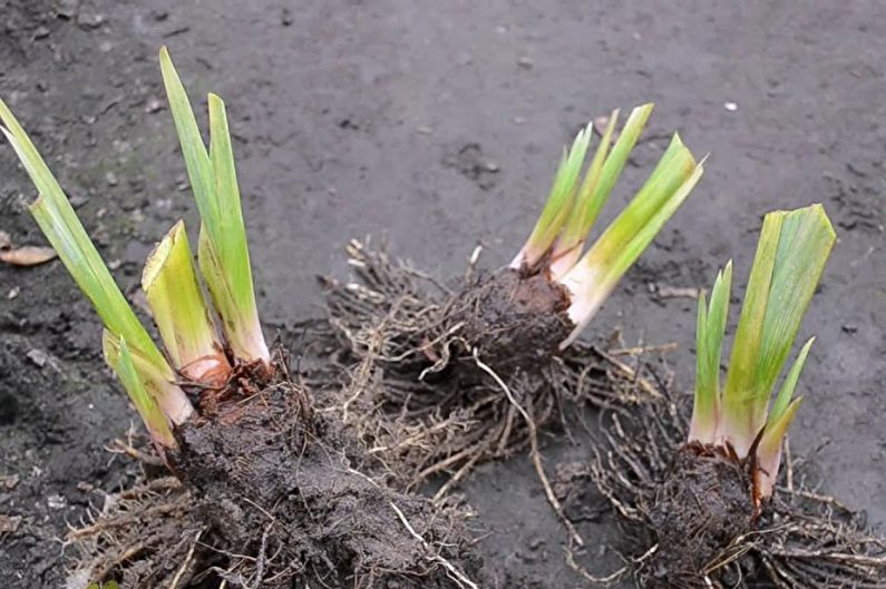 Reproduktion af iris efter opdeling