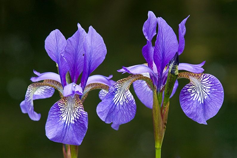 Irises - fotografie