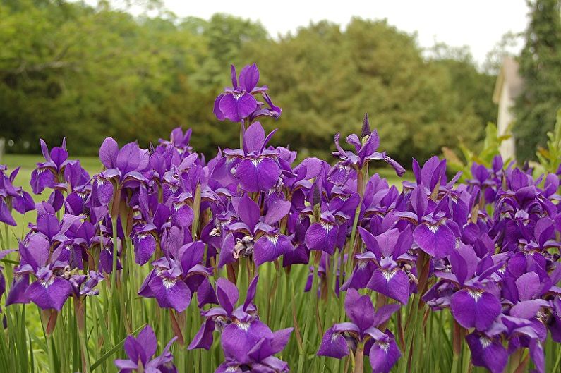Irises - photo