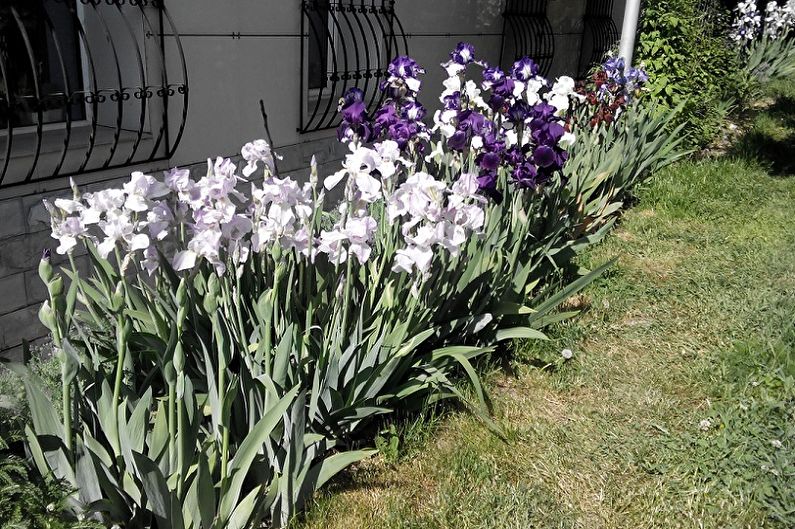 Irises - larawan