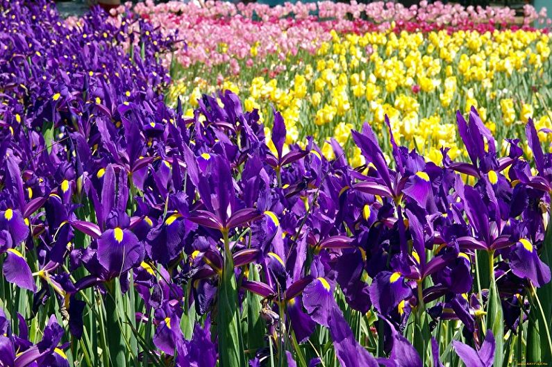 Irises - foto