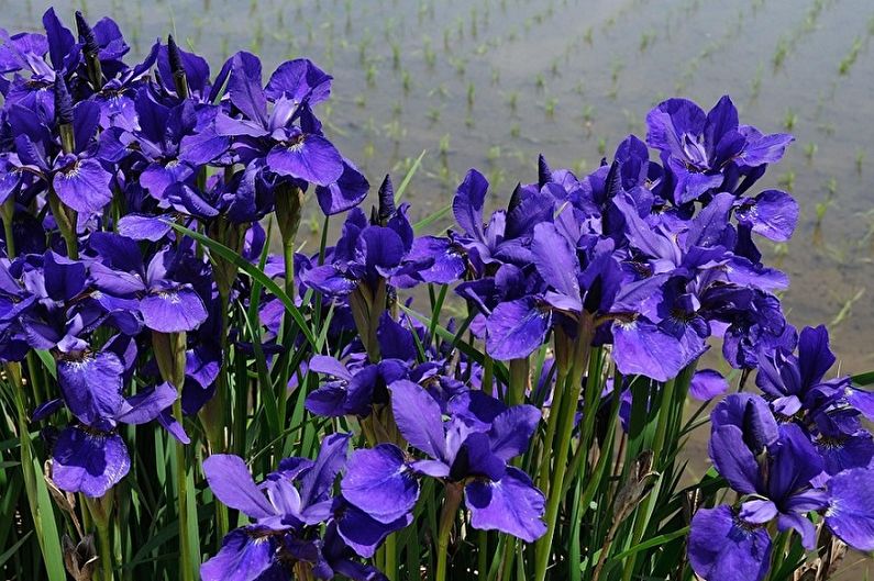 Irises - fotografia