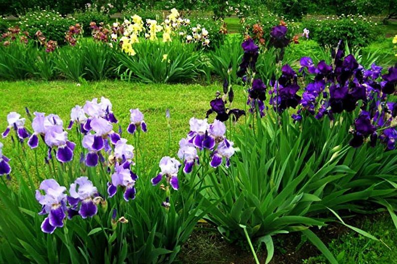 Irises - fotografia
