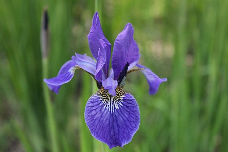 Irises - photo