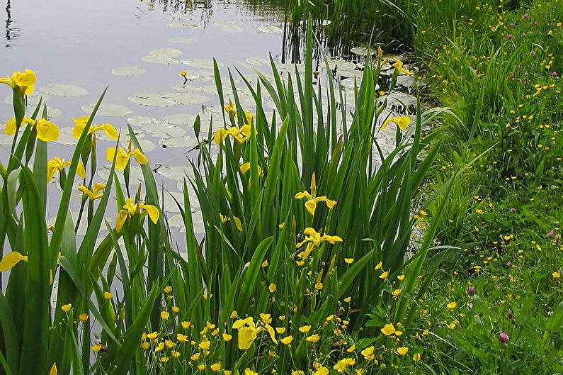 Irises - larawan