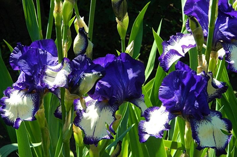 Irises - fotografija