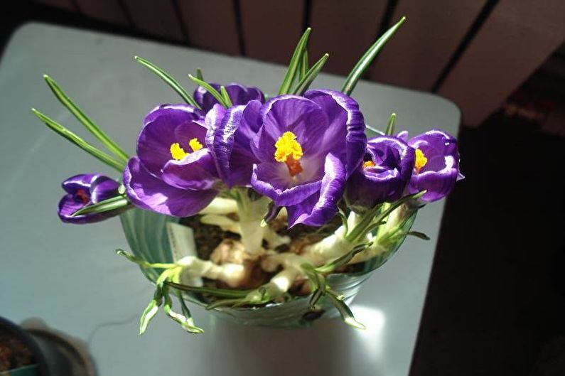 Mga Crocus (saffron) - larawan