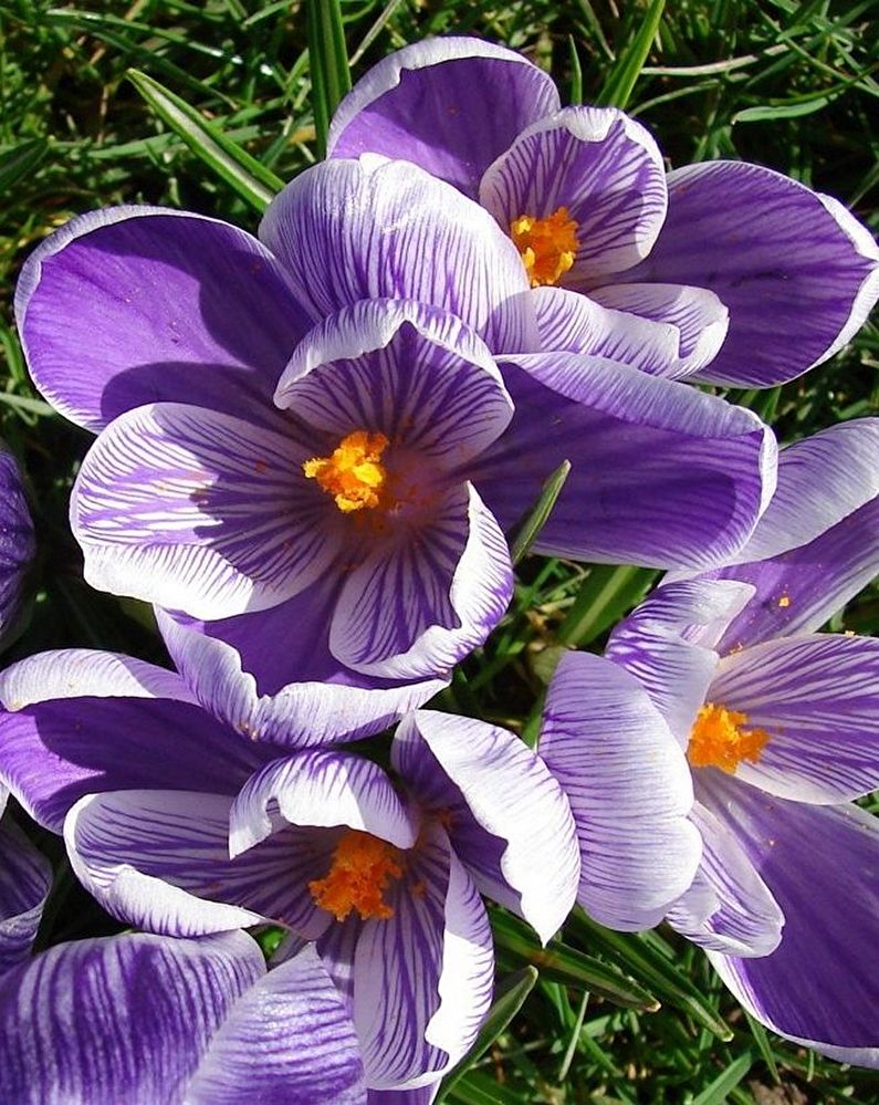 Mga Crocus (saffron) - larawan