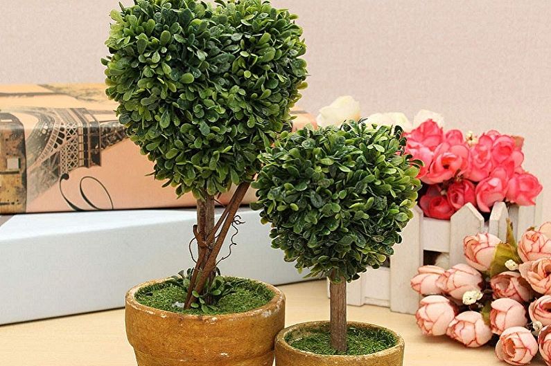 Boxwood - General Features