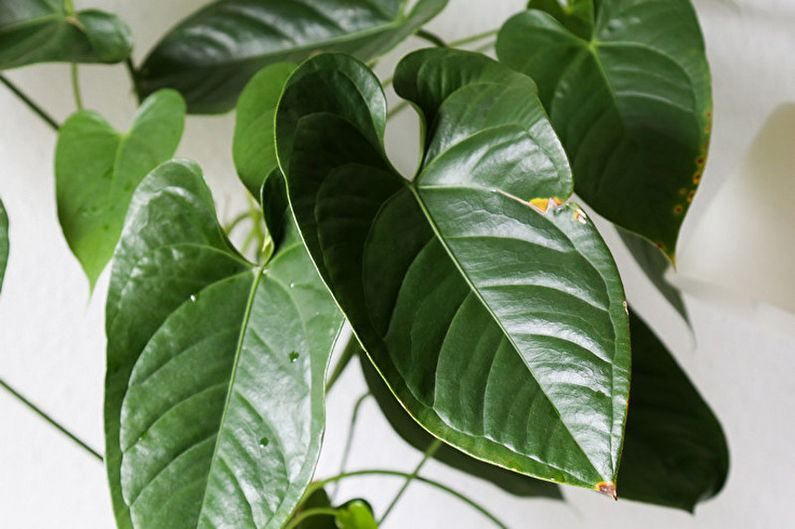 Anthurium - Pests and Diseases
