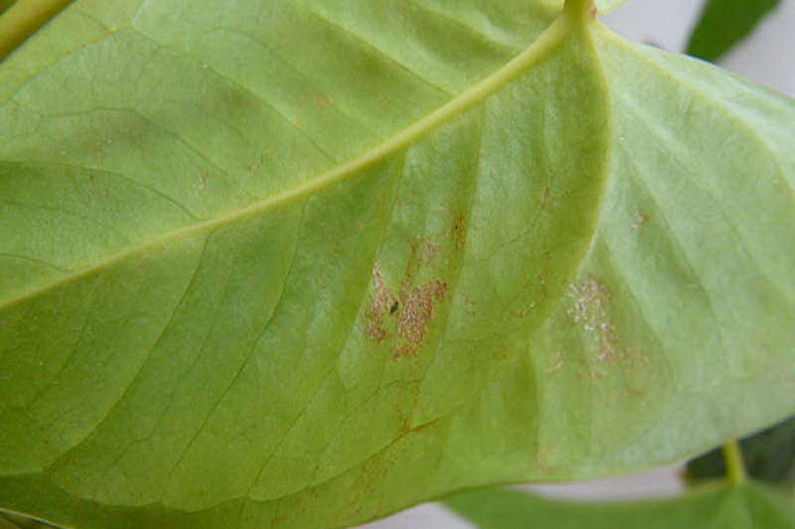 Anthurium - Schädlinge und Krankheiten