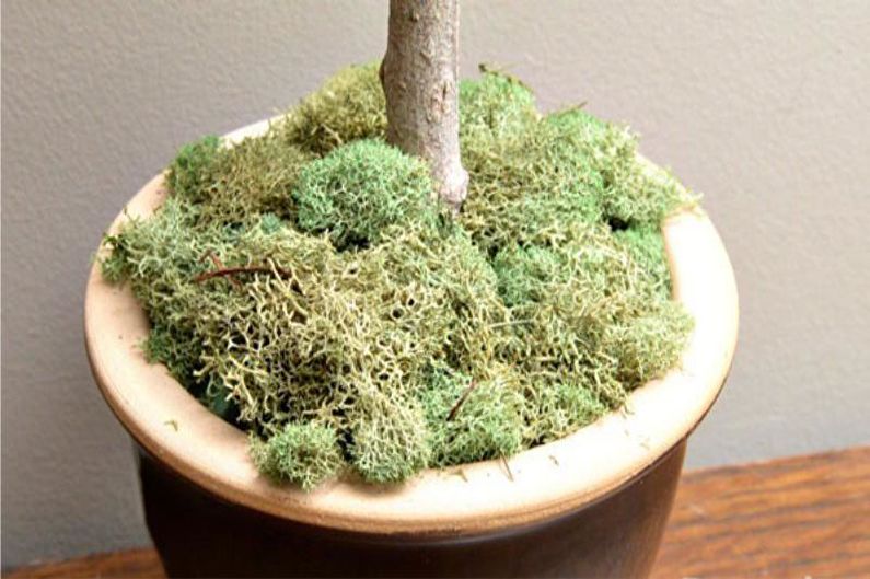 DIY-topiary fra kegler