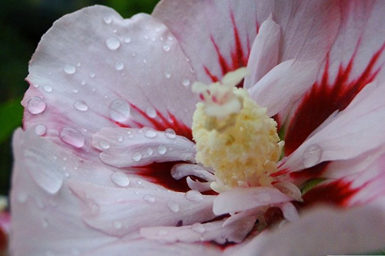 Soin Hibiscus - Arrosage