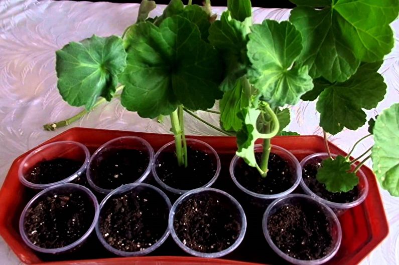 Pelargonium - Cấy ghép và sinh sản