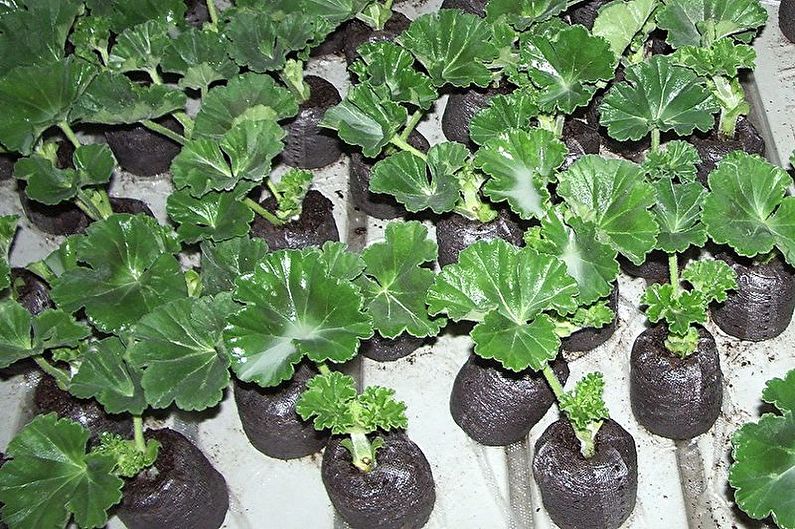 Pelargonium - transzplantáció és szaporodás