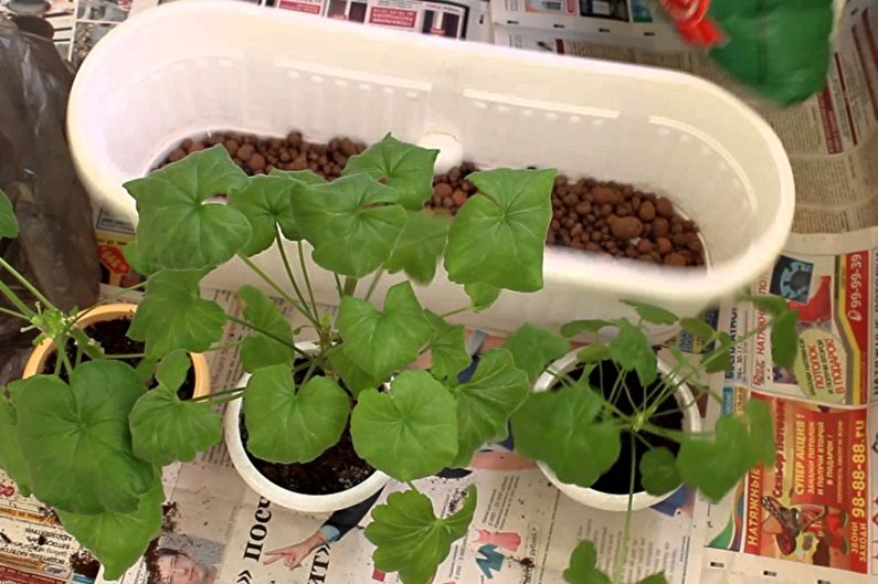 Pelargonium - Transplant și reproducere