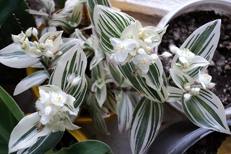 Τρεσκαντία με λευκά άνθη