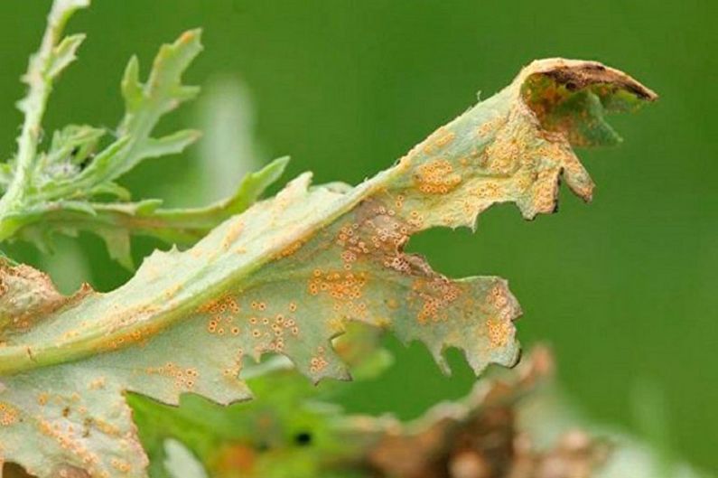 Cineraria - Pest and Disease Control