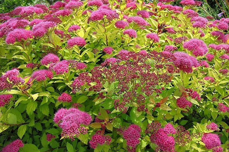 Japanese Spirea Care - Pag-iilaw