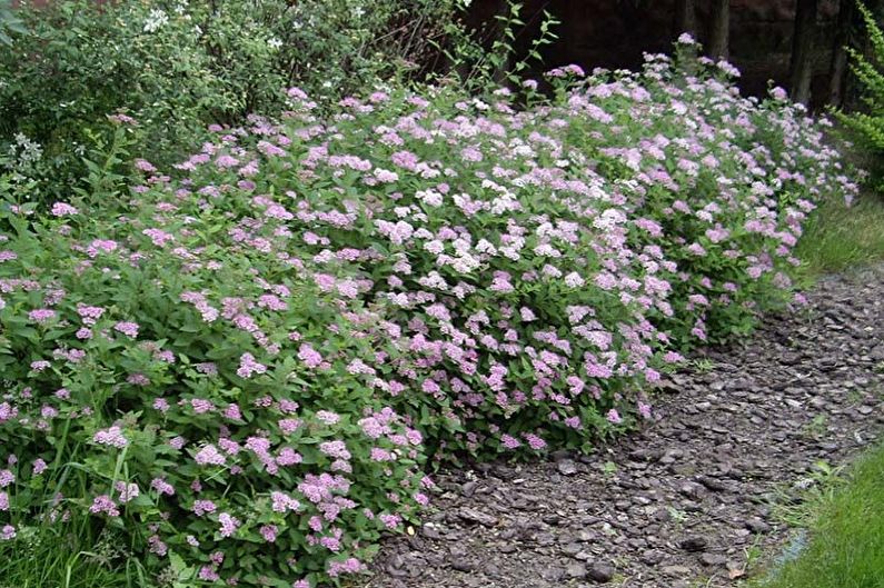 Japanese Spirea Care - Fertilizers and Feeding