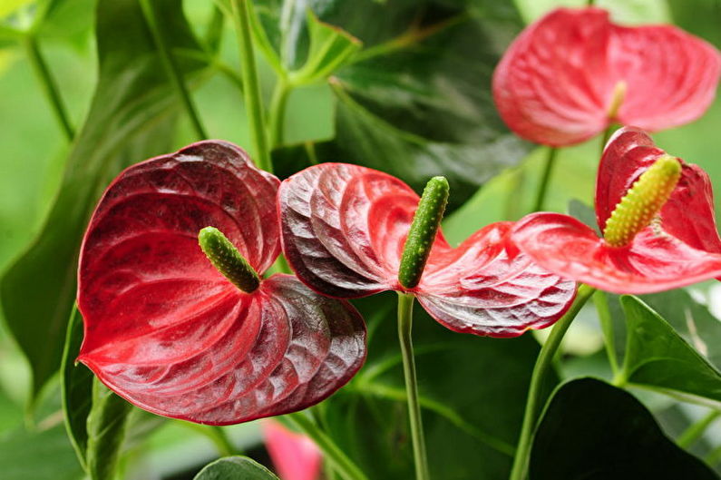 Anthurium (80 photos): cultivation and care
