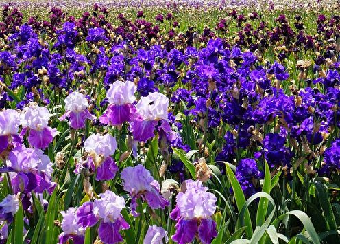 Irises (90 fotografija): vrste, uzgoj i njega