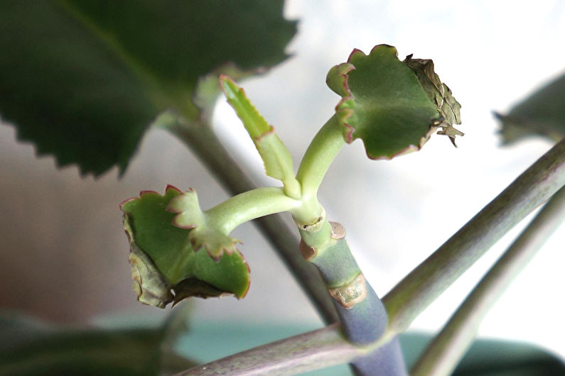 Kalanchoe Care at Home - Belysning