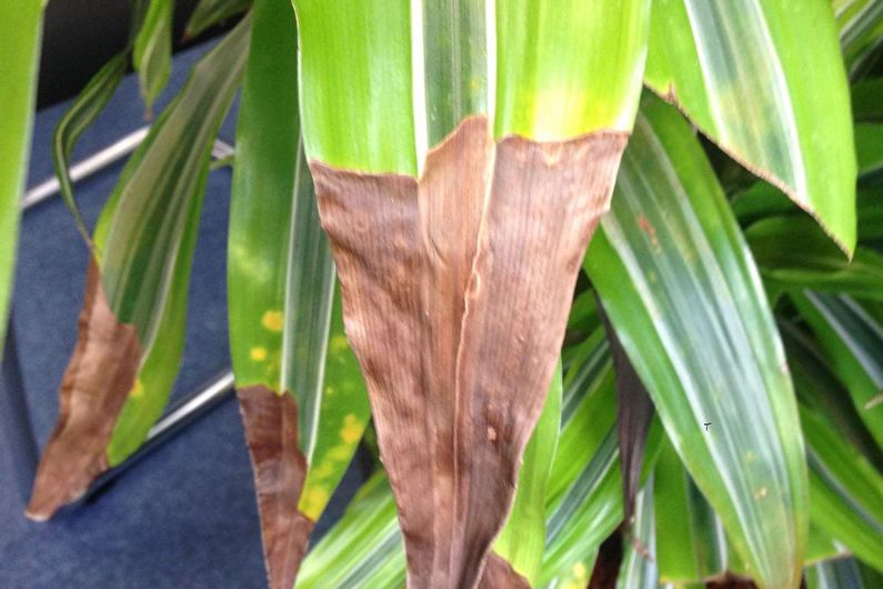 Dracaena - Diseases and Pests