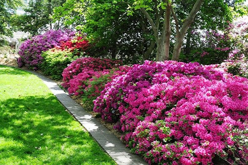 Rhododendron (Azalea) - Pangkalahatang Paglalarawan