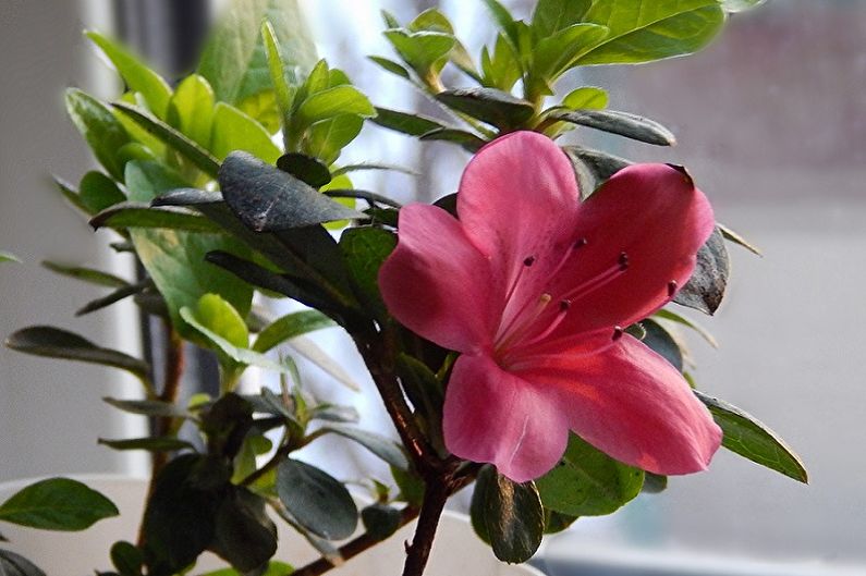 Rododendras (Azalea) - bendras aprašymas