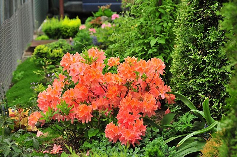 رعاية Rhododendron - الإضاءة