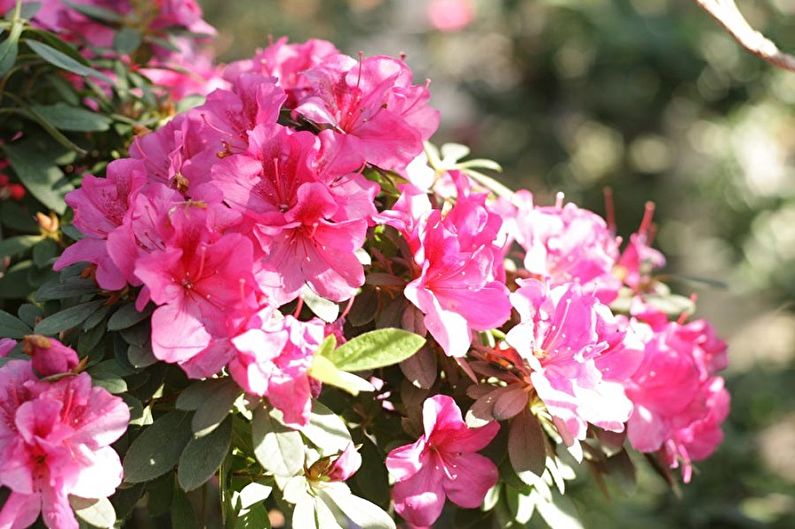Soins au rhododendron - Température