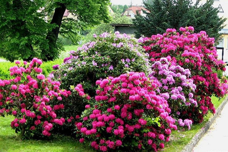 Cura del rododendro - irrigazione