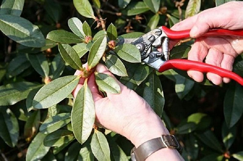 Rhododendron Care - Pruning