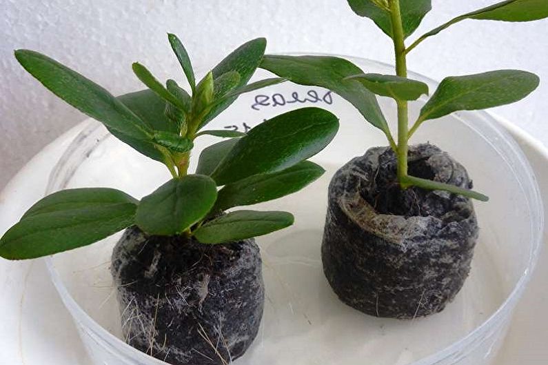 Rododendron (Azalea) - Reproducere