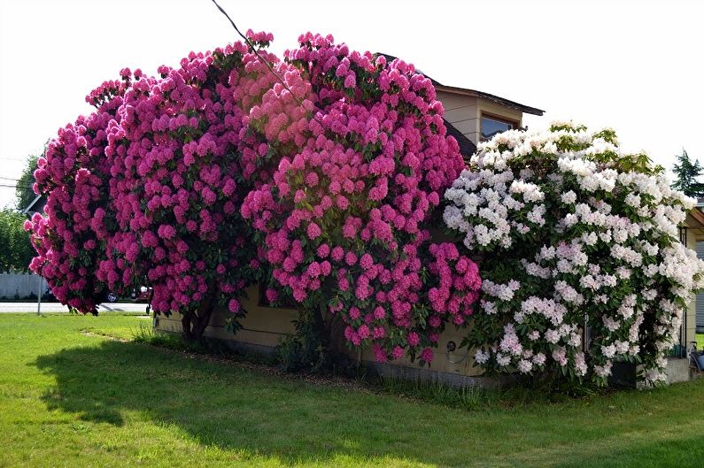 Rhododendron (azalea) - fotografie
