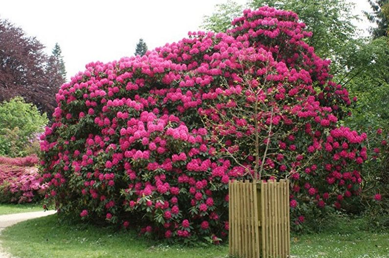 Rododendro (azálea) - foto