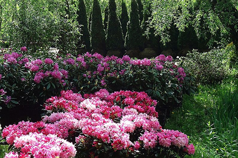 Rhododendron (azalée) - photo