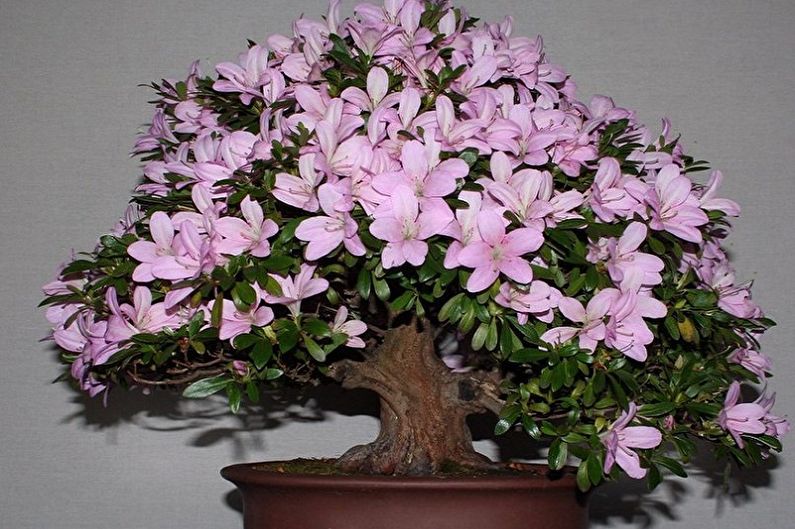 Rhododendron (azalea) - fotografie