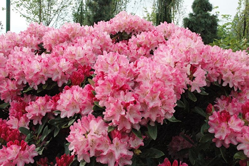Rhododendron (azalea) - larawan