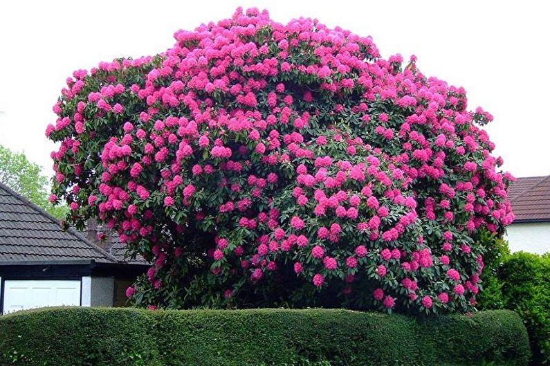 Rododendras (Azalija) - nuotrauka