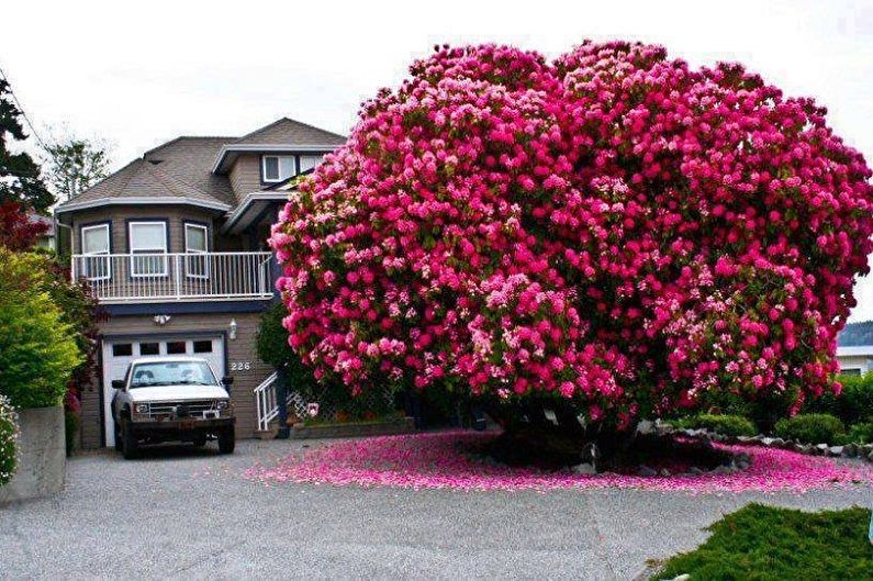 Rhododendron (azalea) - fotografia