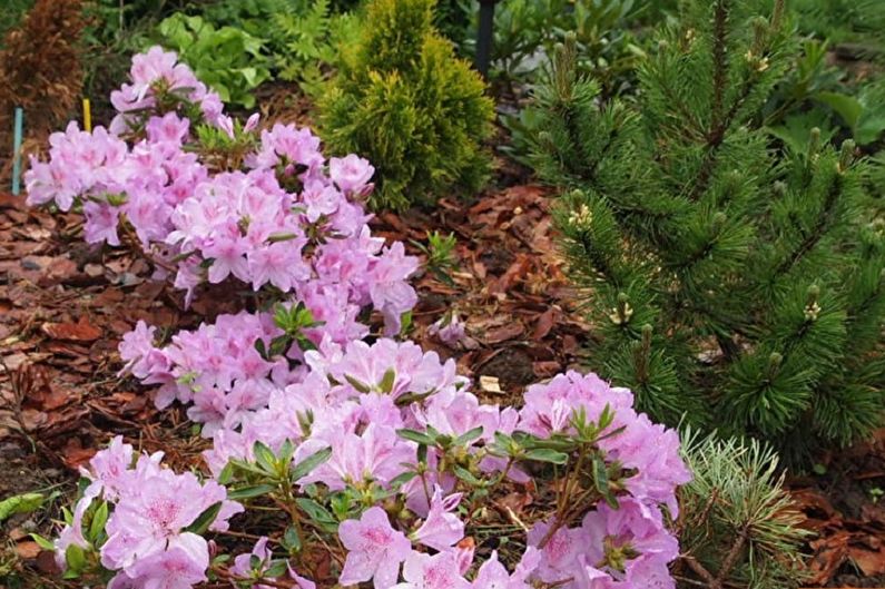 Rhododendron (azalea) - photo
