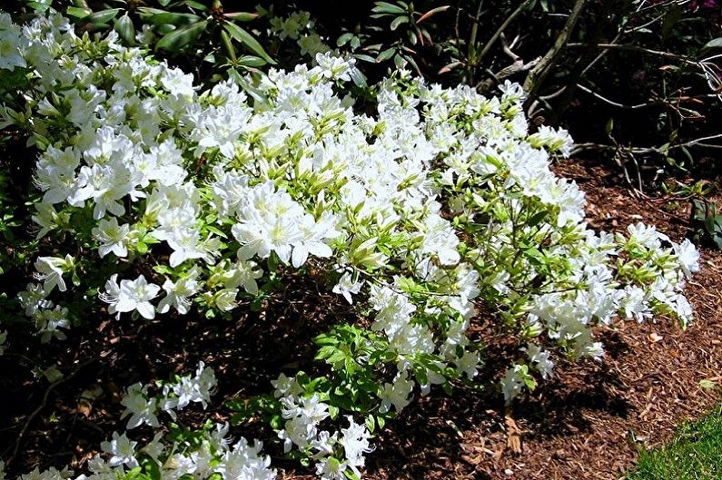 Rhododendron (azalea) - larawan