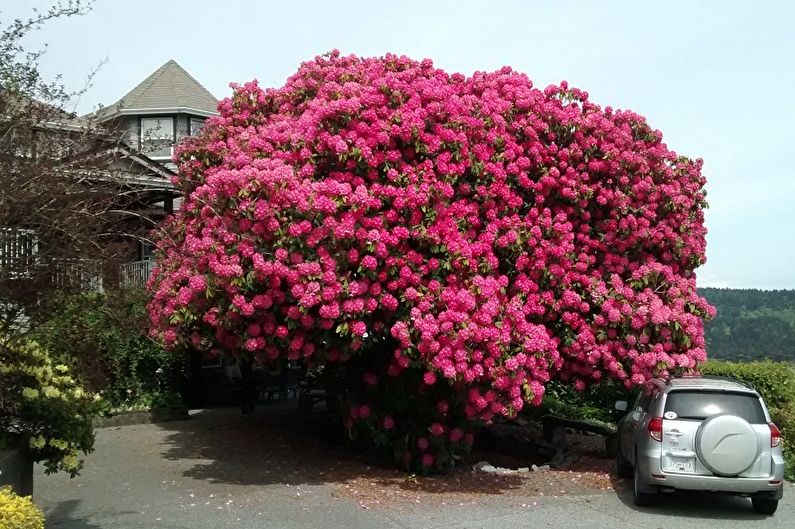 Rhododendron (ชวนชม) - ภาพถ่าย